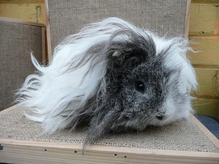 Lunkarya Cavy