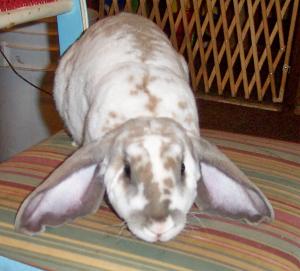 Velveteen Lop